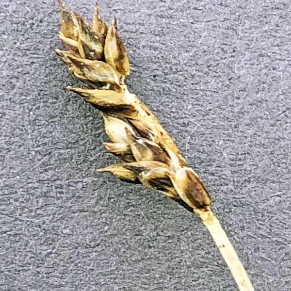 Carex glareosa Fi Alta Transfarelva 2021.08 14 R.Elven a